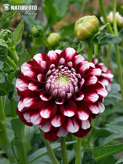 Georgína (Dahlia)