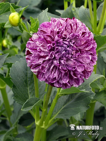 Georgína (Dahlia)