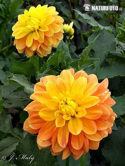 Georgína (Dahlia)