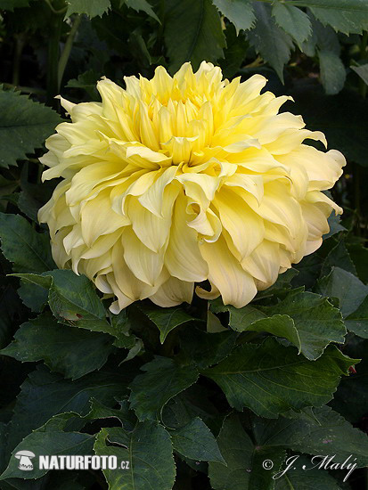 Georgína (Dahlia)