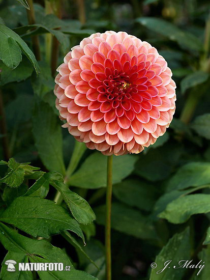 Georgína (Dahlia)