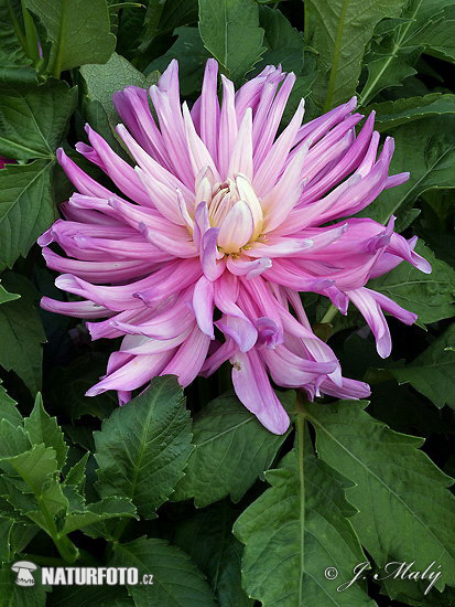 Georgína (Dahlia)