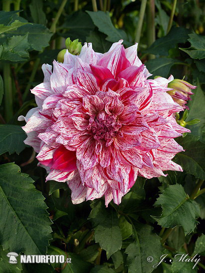 Georgína (Dahlia)