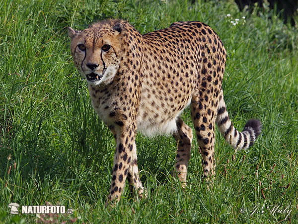 Gepard (Acinonyx jubatus)