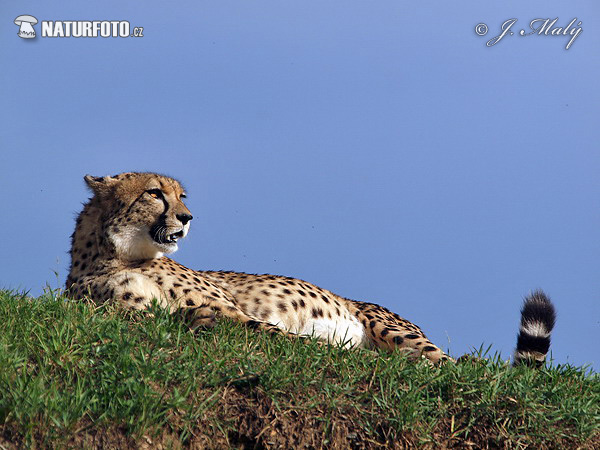 Gepard (Acinonyx jubatus)