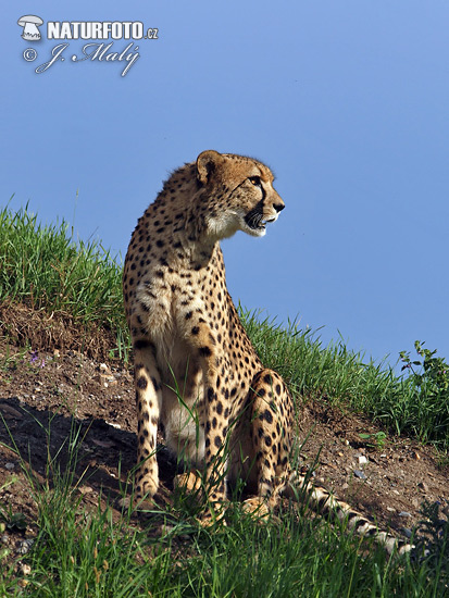 Gepard (Acinonyx jubatus)