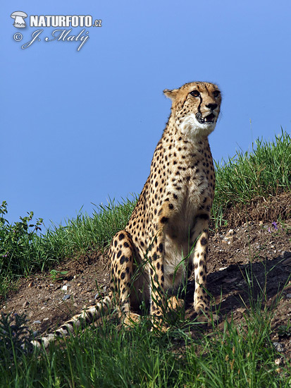 Gepard (Acinonyx jubatus)