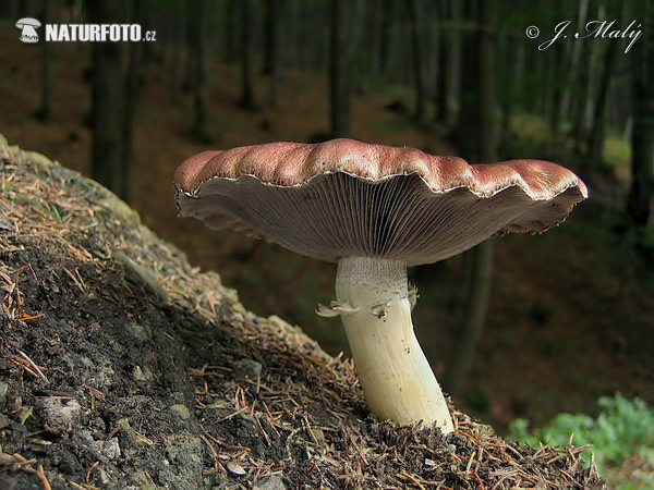 golierovka slamomilná (Stropharia rugosoannulata)