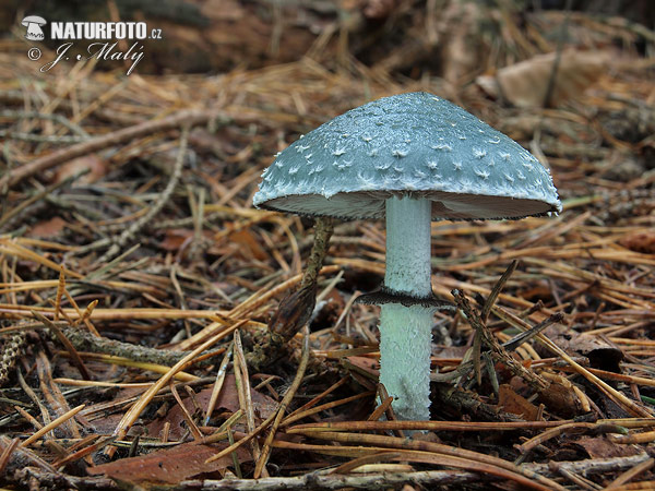 golierovka zelenkastá (Stropharia aeruginosa)