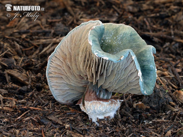 golierovka zelenomodrá (Stropharia caerulea)