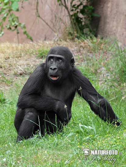 Gorila nížinná (Gorilla gorilla)