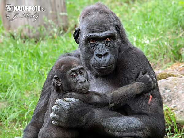 Gorila nížinná (Gorilla gorilla)