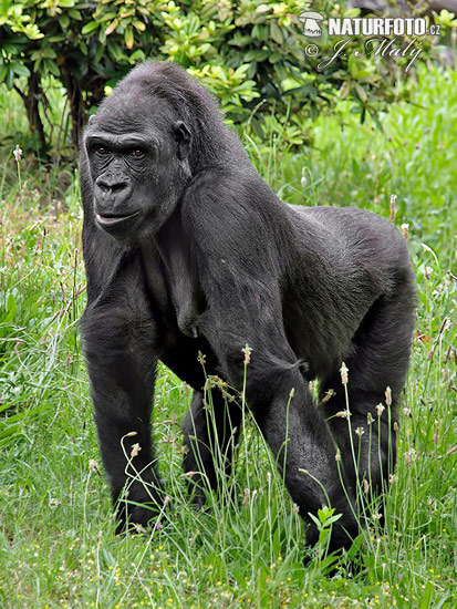 Gorila nížinná (Gorilla gorilla)