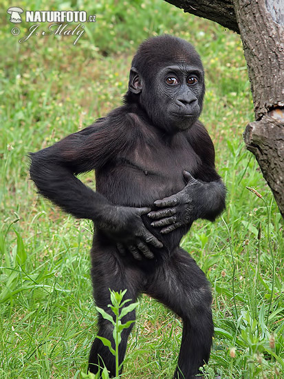 Gorila nížinná (Gorilla gorilla)