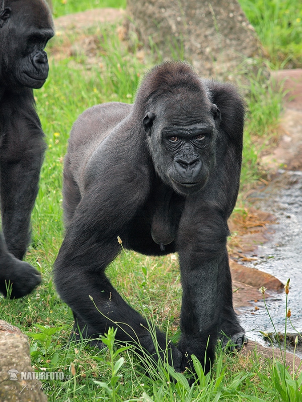 Gorila nížinná (Gorilla gorilla)