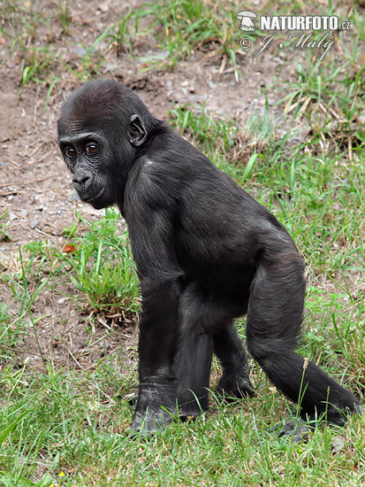 Gorila nížinná (Gorilla gorilla)