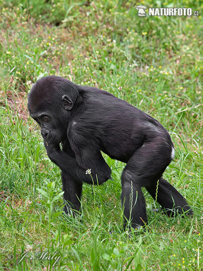 Gorila nížinná (Gorilla gorilla)