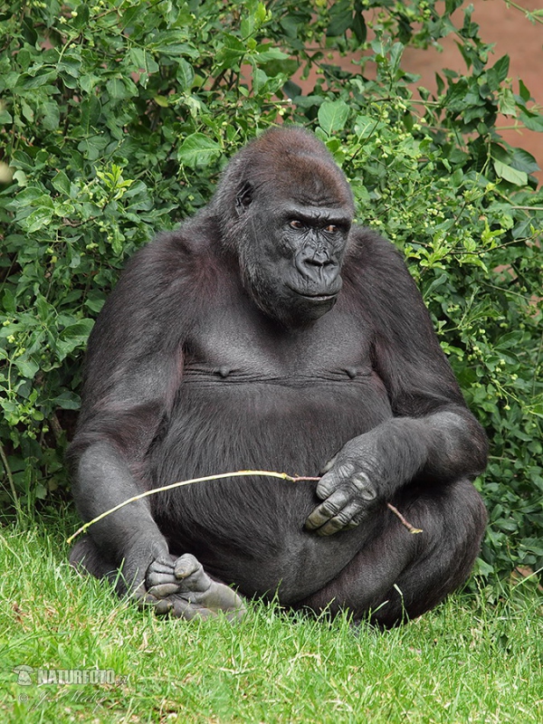 Gorila nížinná (Gorilla gorilla)