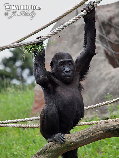 Gorila nížinná (Gorilla gorilla)