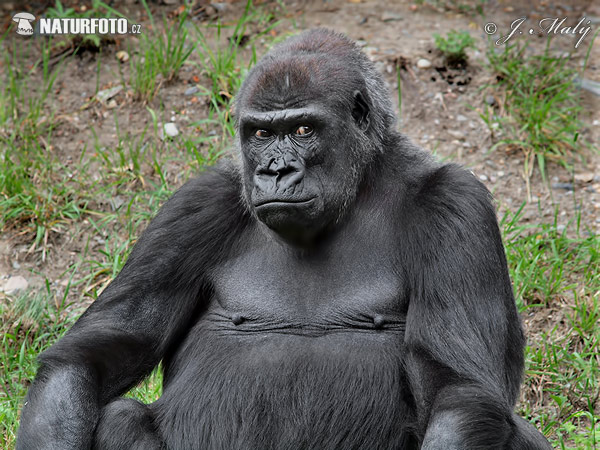 Gorila nížinná (Gorilla gorilla)