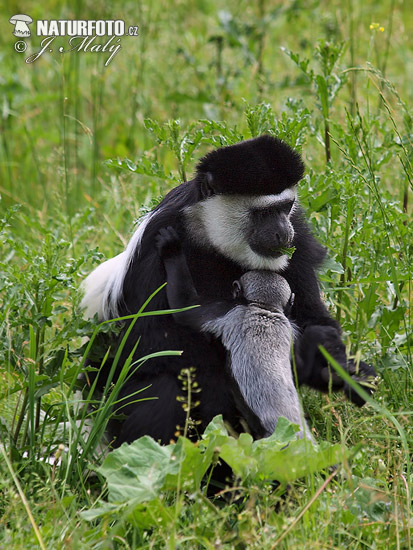 Gueréza pláštiková (Colobus guereza)