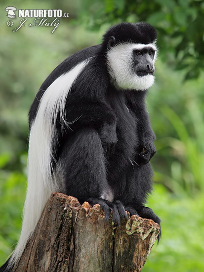 Gueréza pláštiková (Colobus guereza)