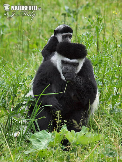 Gueréza pláštiková (Colobus guereza)