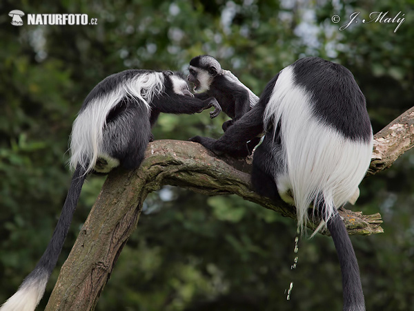 Gueréza pláštiková (Colobus guereza)