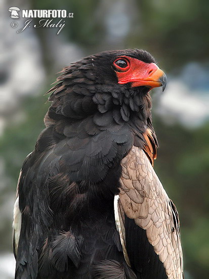 Hadiar krátkochvostý (Terathopius ecaudatus)