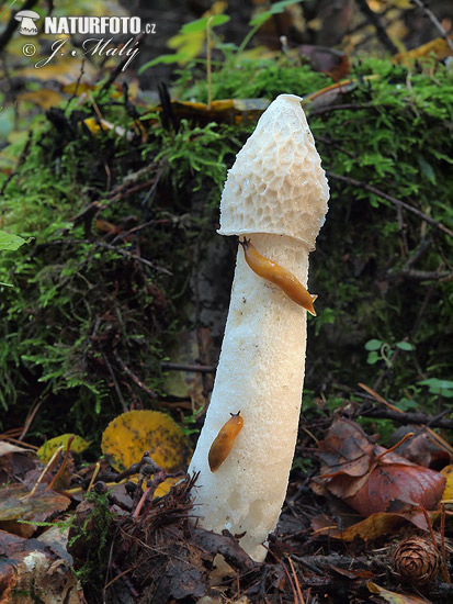 hadovka smradľavá (Phallus impudicus)