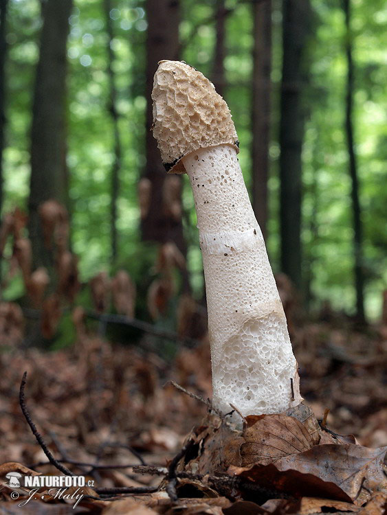 hadovka smradľavá (Phallus impudicus)