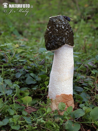 hadovka smradľavá (Phallus impudicus)