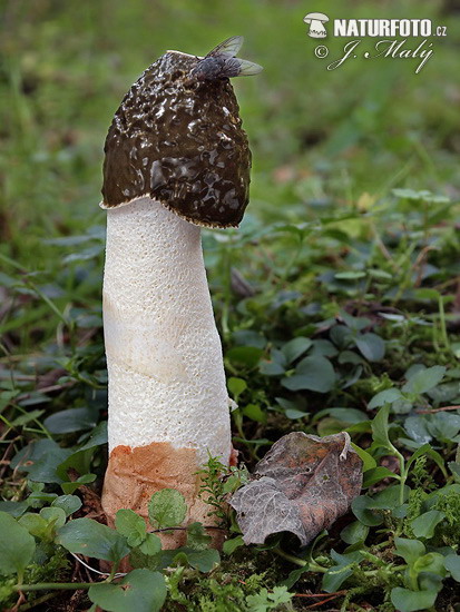 hadovka smradľavá (Phallus impudicus)