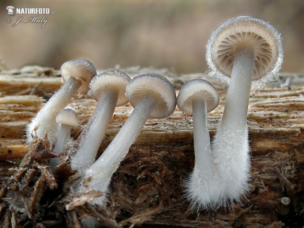 helmovka pařezová (Mycena tintinnabulum)