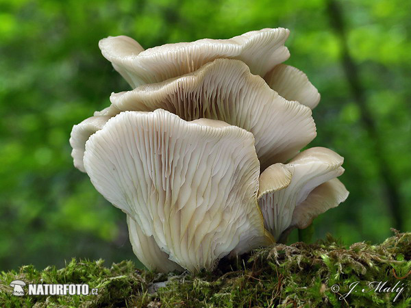 hliva buková (Pleurotus pulmonarius)