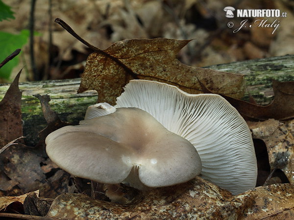 hliva buková (Pleurotus pulmonarius)