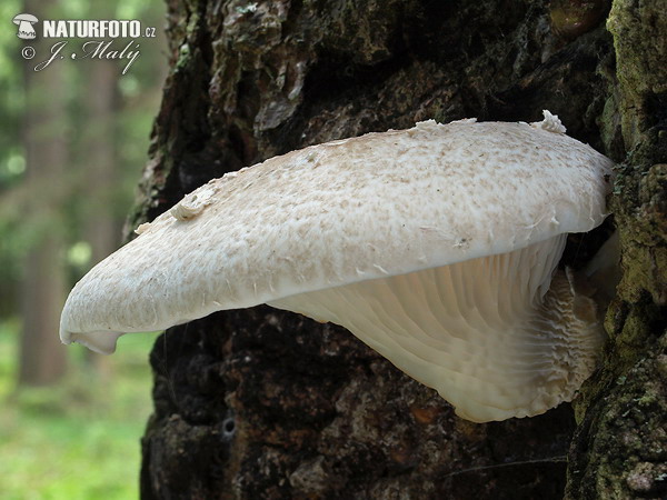 hliva dubová (Pleurotus dryinus)