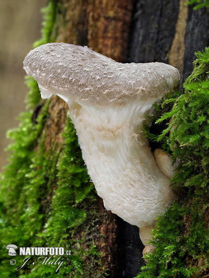 hliva dubová (Pleurotus dryinus)