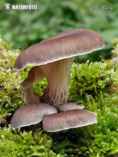 hliva lievikovitá (Pleurotus cornucopiae)