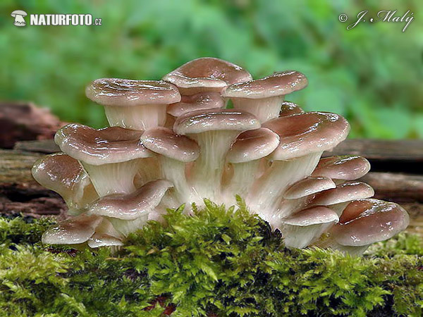 hliva lievikovitá (Pleurotus cornucopiae)