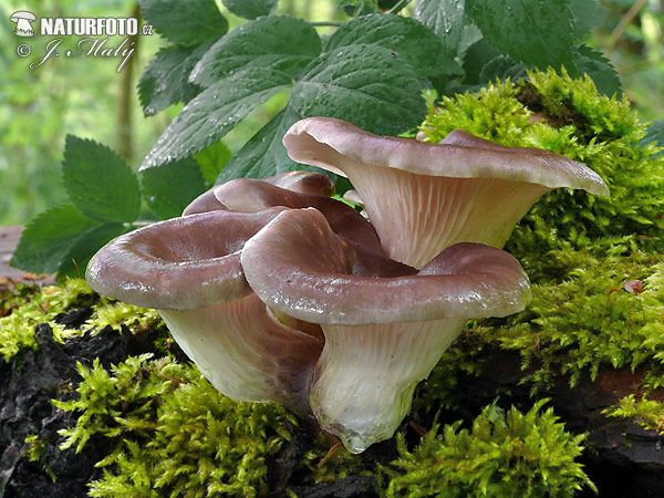 hliva lievikovitá (Pleurotus cornucopiae)