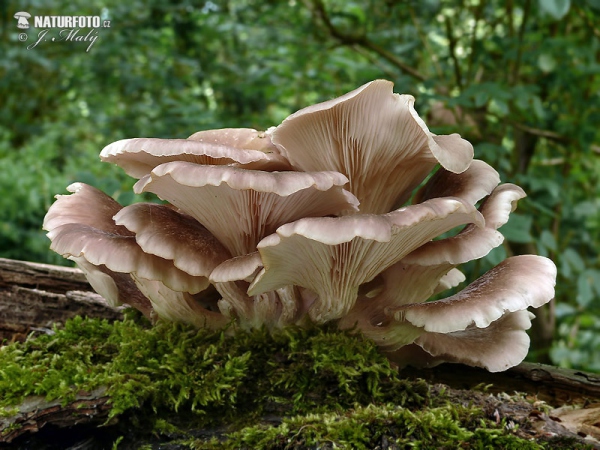 hlíva nálevkovitá (Pleurotus cornucopiae)