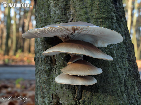 hliva ustricovitá (Pleurotus ostreatus)