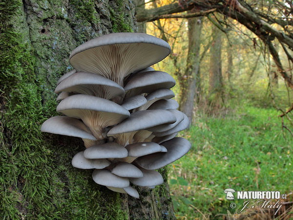 hliva ustricovitá (Pleurotus ostreatus)