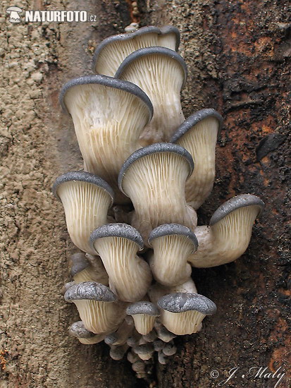 hliva ustricovitá (Pleurotus ostreatus)