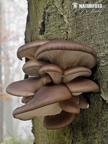 hliva ustricovitá (Pleurotus ostreatus)