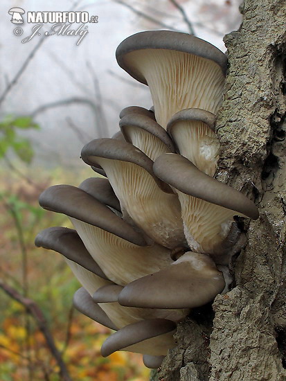 hliva ustricovitá (Pleurotus ostreatus)