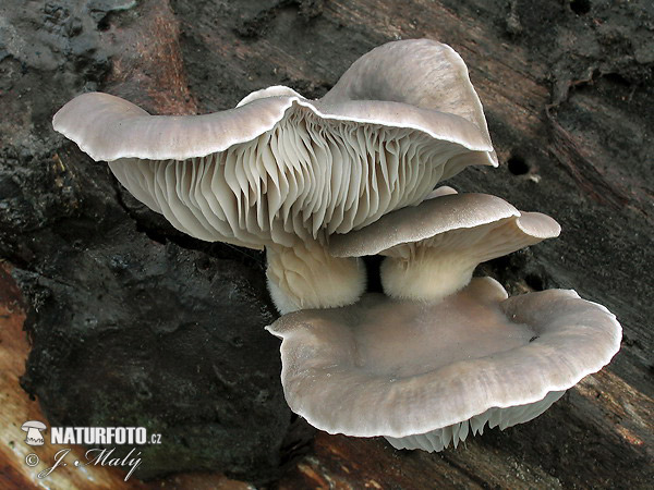 hliva ustricovitá (Pleurotus ostreatus)