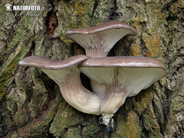 hliva ustricovitá (Pleurotus ostreatus)