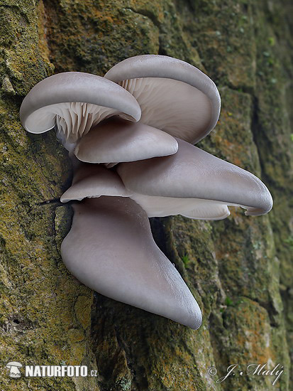 hliva ustricovitá (Pleurotus ostreatus)